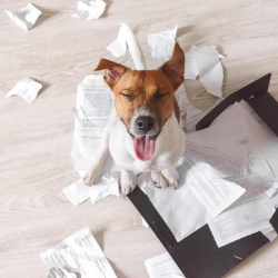 “My Dog Ate My Tax Return”: When Is It Okay Not to Submit Yours?